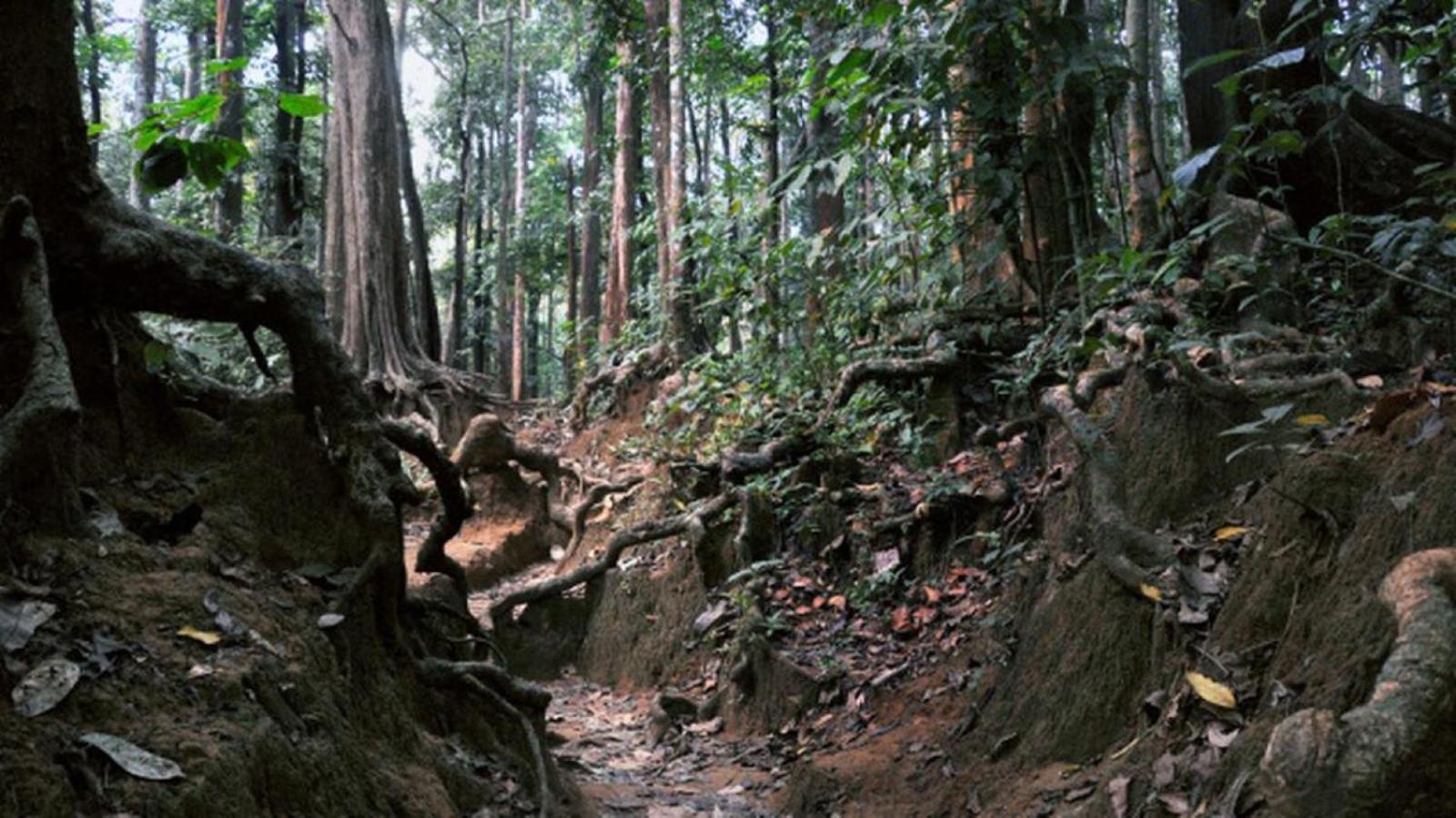 Sanjeevini Life Care Village - A Science Based Non - Invasive Holistic Wellness Destination Kochi ภายนอก รูปภาพ